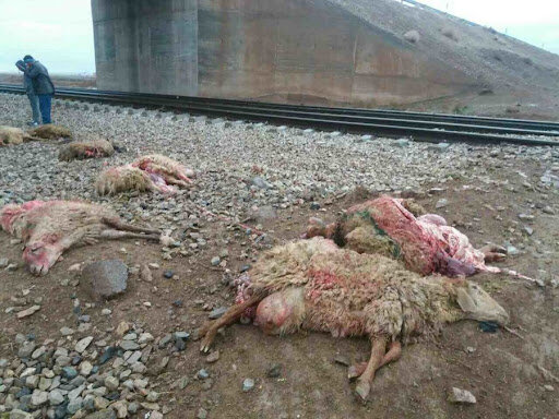 تلف شدن ۷۰ راس گوسفند در پی برخورد قطار با گله گوسفندان در قزوین