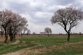 شکوفه‌های بهاری در باغستان سنتی قزوین 12