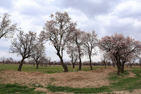 شکوفه‌های بهاری در باغستان سنتی قزوین 17