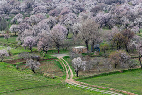 شکوفه‌های بهاری در باغستان سنتی قزوین 2