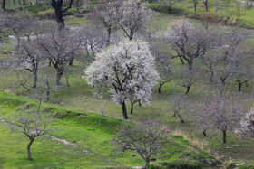 شکوفه‌های بهاری در باغستان سنتی قزوین 18