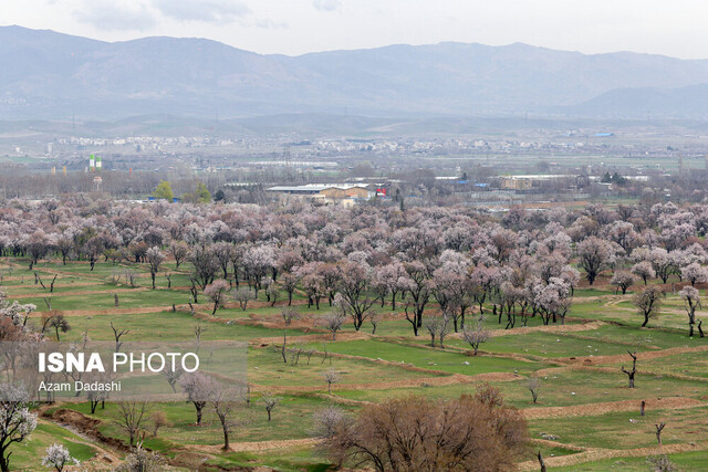 باغستان سنتی قزوین در آستانه ثبت میراث زنده کشاورزی جهان 