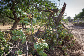 درختان کهنسال  پسته و بادام که بارور و سبز بوده اند توسط شهردای قزوین به صورت شبانه قلع و قمع و نابود شده