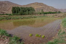 نشاء برنج در شالیزارهای منطقه الموت - قزوین