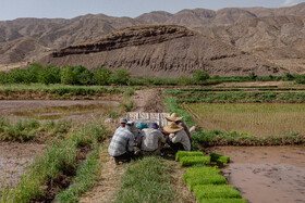 نشاء برنج در شالیزارهای منطقه الموت - قزوین