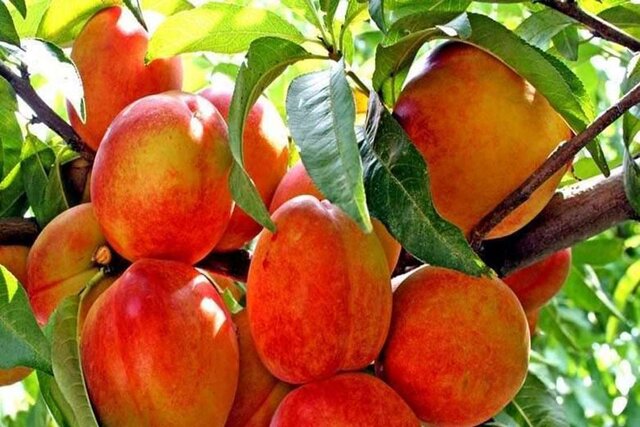آغاز برداشت هلو و آلو از باغات استان قزوین