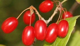 پیش‌بینی برداشت ۴۲۰۰ تُن زغال اخته از باغات قزوین