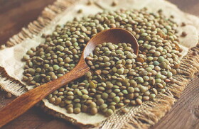 ‌برداشت بیش از ۱۲۰۰ تُن عدس از مزارع قزوین