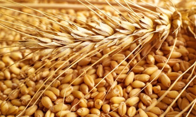 آغاز توزیع بذر اصلاح‌شده گندم و جو در قزوین