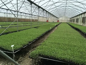 اجرای کشت نشایی در سطح ۹۰۰۰ هکتار از اراضی زراعی قزوین