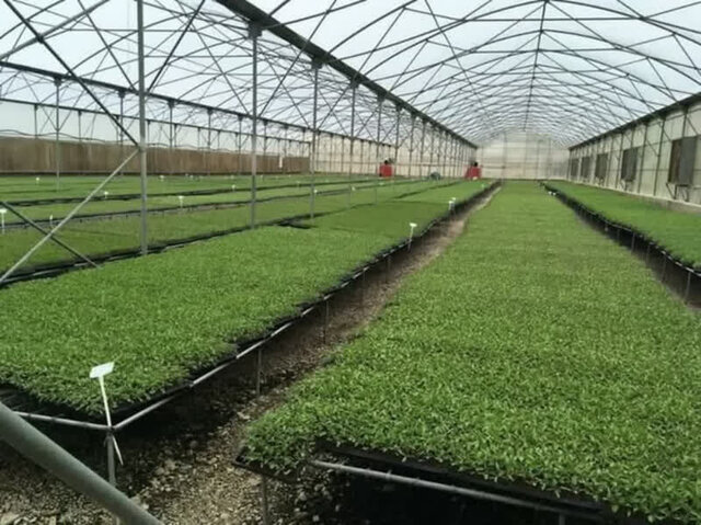 اجرای کشت نشایی در سطح ۹۰۰۰ هکتار از اراضی زراعی قزوین