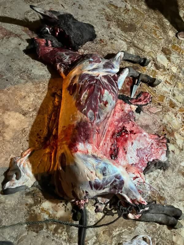 بازداشت عوامل کشتار الاغ در قزوین