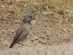 ثبت «سهره صورتی» در فهرست پرندگان قزوین