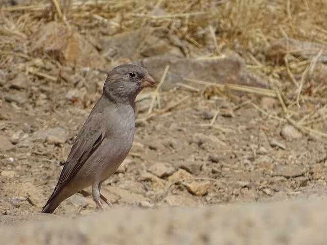 ثبت «سهره صورتی» در فهرست پرندگان قزوین