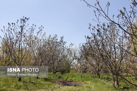 نصب دستگاه مولد باد در باغات چهارمحال و بختیاری برای جلوگیری از سرمازدگی