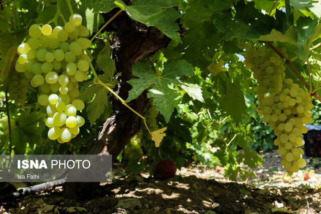 پیش بینی برداشت ۲۱ هزار تن انگور از مزارع استان قم