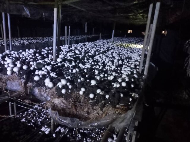 ۳۷ طرح کشاورزی در استان قم بهمناسبت هفته دولت بهره برداری می شود