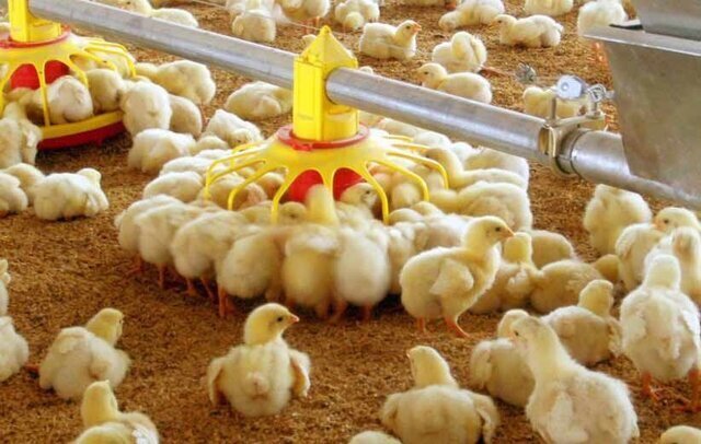 کاهش قیمت مرغ رغبت مرغداران را برای جوجه ریزی کم میکند؟