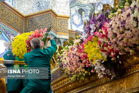 گل‌آرایی حرم بانوی کرامت با ۵۰ هزار شاخه گل طبیعی