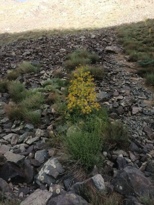 آغاز بهره‌برداری از باریجه در ۳۰۰ هکتار از مراتع وشنوه