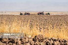 کشت ۱۰۰ هزار هکتار محصولات زراعی پاییزه در سیستان وبلوچستان