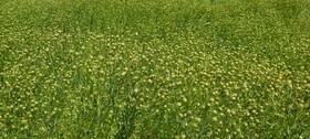 کشت آزمایشی گیاهان دارویی در سیستان وبلوچستان