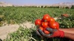 برداشت بیش از ١٣ هزارتن گوجه‌فرنگی از مزارع کنارک