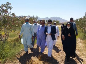 فرماندار تفتان: گوهرکوه قطب مهم تولید پسته سیستان و بلوچستان است