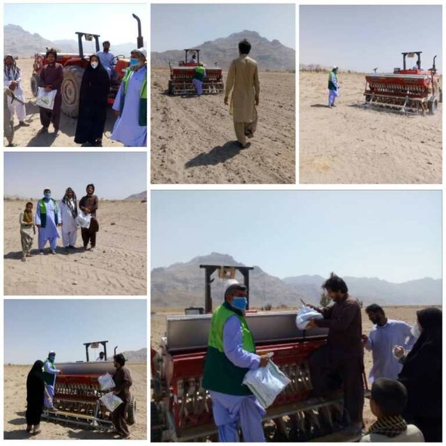 شهرستان تفتان پیشتاز کشت کلزا در سیستان و بلوچستان