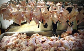 سیر نزولی قیمت گوشت مرغ در سیستان و بلوچستان 