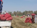 ١٠٠ هزار تن پیاز تولیدی سیستان وبلوچستان در مسیر بازار