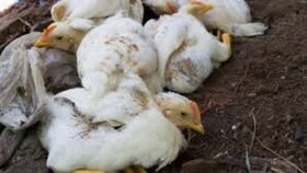 هشدار دامپزشکی درباره شیوع آنفلوآنزای مرغی در سیستان وبلوچستان