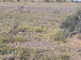 دیده‌بانی ملخ صحرایی در سطح ۵میلیون و ۵۰۰ هزار هکتار از مراتع انجام شد