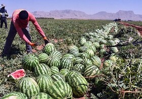 صادرات ۶۰ هزار تن هندوانه و خربزه از شهرستان راسک سیستان وبلوچستان
