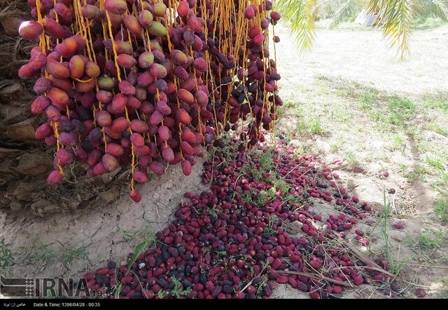 بارندگی و طوفان ۵٠ درصد محصول خرمای فنوج سیستان وبلوچستان را از بین برد