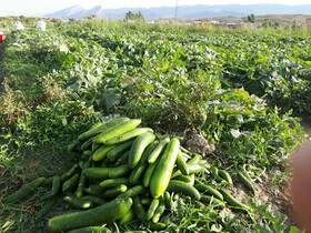 برداشت ۱۵۰ تن خیار بوته ای در فنوج سیستان وبلوچستان