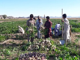 خاش سرزمین استعداد های درخشان بخش کشاورزی سیستان وبلوچستان