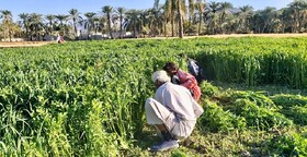 کشت ۱۲۰۰هکتار  شبدر برسیم در شهرستان قصرقند