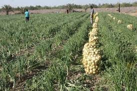 ١٢٠ هکتار از مزارع بمپور به زیر کشت پیاز رفت