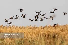 افزایش گشت‌های محیط زیست با آغاز فصل مهاجرت پرندگان به سیستان و بلوچستان