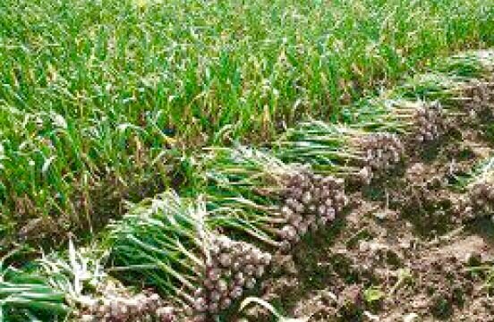 ۳۵ هکتار از مزارع مهرستان به کشت سیر اختصاص یافت