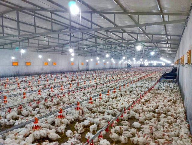 تلاش برای تحقق خودکفایی تولید گوشت مرغ در مهرستان