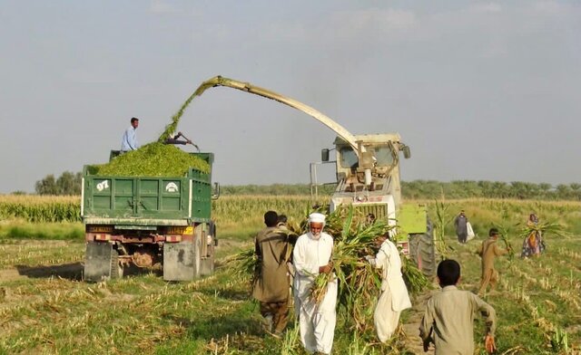 برداشت ۷ هزار تن ذرت علوفه ای در شهرستان دلگان برداشت ۷ هزار تن ذرت علوفه ای در شهرستان دلگان