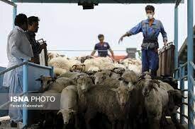 سیستان وبلوچستان میتواند صادر کننده گوشت به کشورهای عربی باشد سیستان وبلوچستان میتواند صادر کننده گوشت به کشورهای عربی باشد