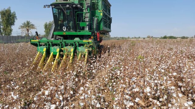 آغاز برداشت طلای سفید در سیستان و بلوچستان آغاز برداشت طلای سفید در سیستان و بلوچستان