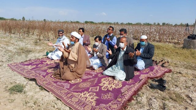 برداشت طلای سفید در سیستان و بلوچستان آغاز شد