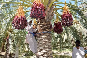 اتمام برداشت خرمای نخلستانهای سیستان و بلوچستان