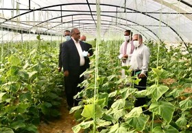 تولید 9000 تن خیار در گلخانه های شهرستان ایرانشهر