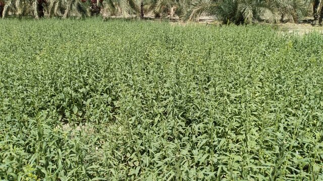 برداشت بیش از ۱۲ تن دانه روغنی کنجد در مهرستان 