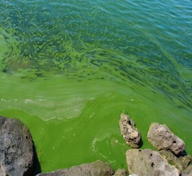 وقوع پدیده شکوفایی پلانکتونی به رنگ سبز در خلیج چابهار 
